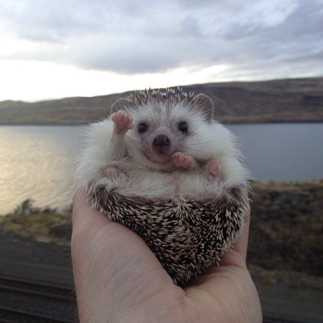 Biddy le hérisson suit ses deux propriétaires partout et découvre ainsi le monde. 