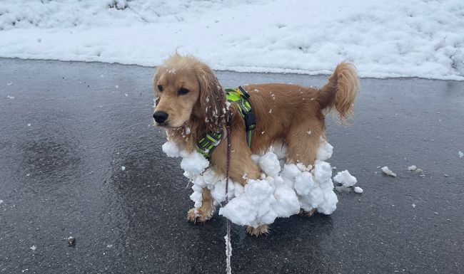 So mancher Vierbeiner, wie hier Alf in Graubünden, hat Spass am Neuschnee. 