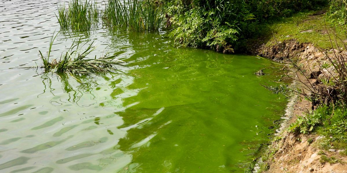 Gefahr-im-Badewasser-Tessin-warnt-vor-Blaualgen-im-Lago-Maggiore