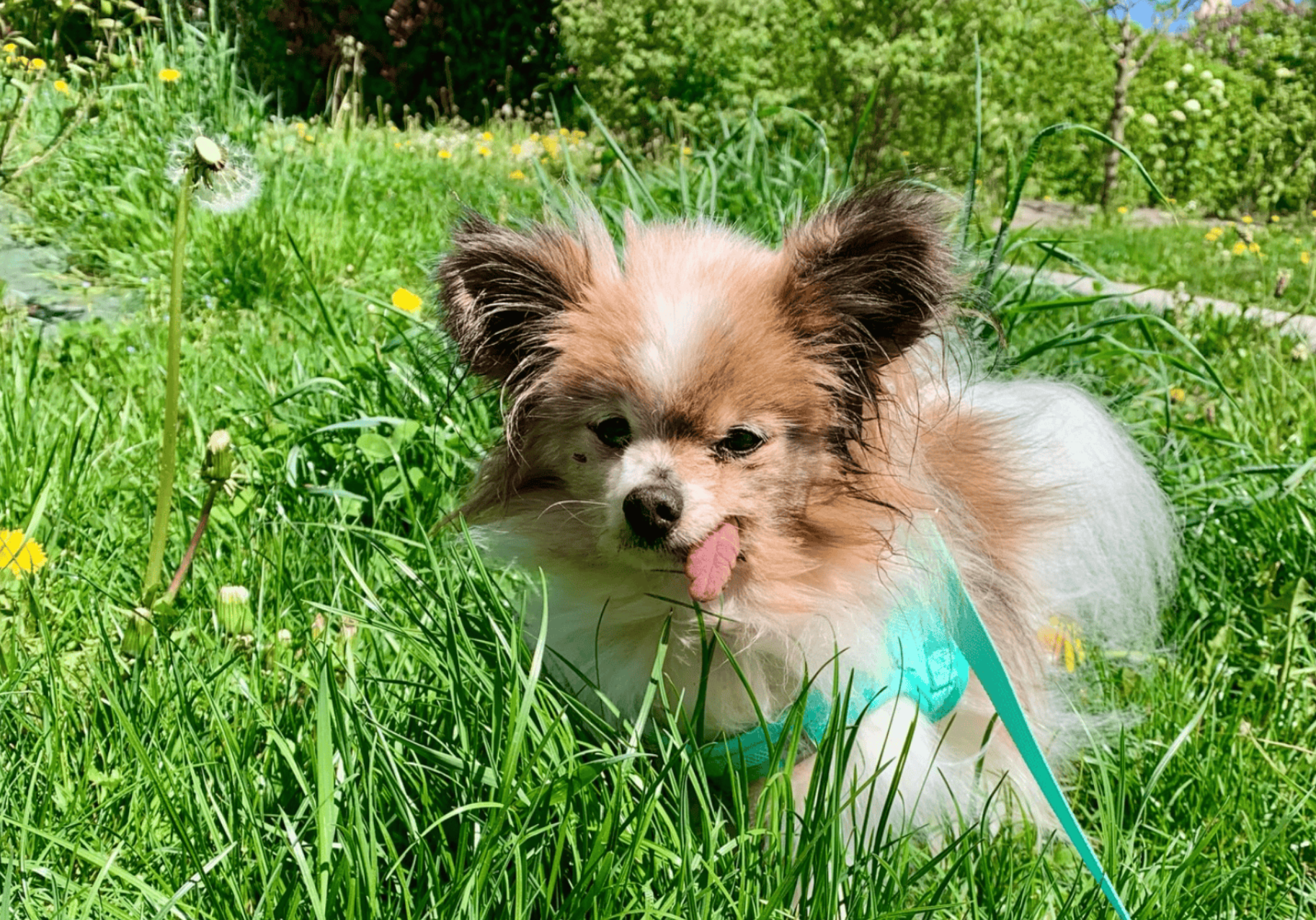 Haute-Savoie: Candidat au titre de plus vieux chien du monde, «Lazare» s’est éteint