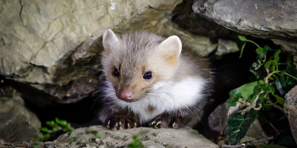  Schweizer Wildtiere mit Mikroplastik verseucht