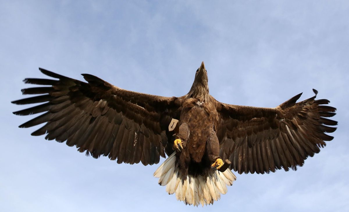 Le pygargue à queue blanche est de retour dans nos contrées, grâce à un programme de conservation de cette espèce spectaculaire.