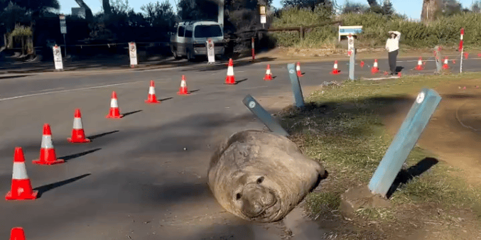 See-Elefant-Neil-the-Seal-Er-blockiert-Strassen-und-rammt-Autos-und-wird-trotzdem-von-allen-geliebt