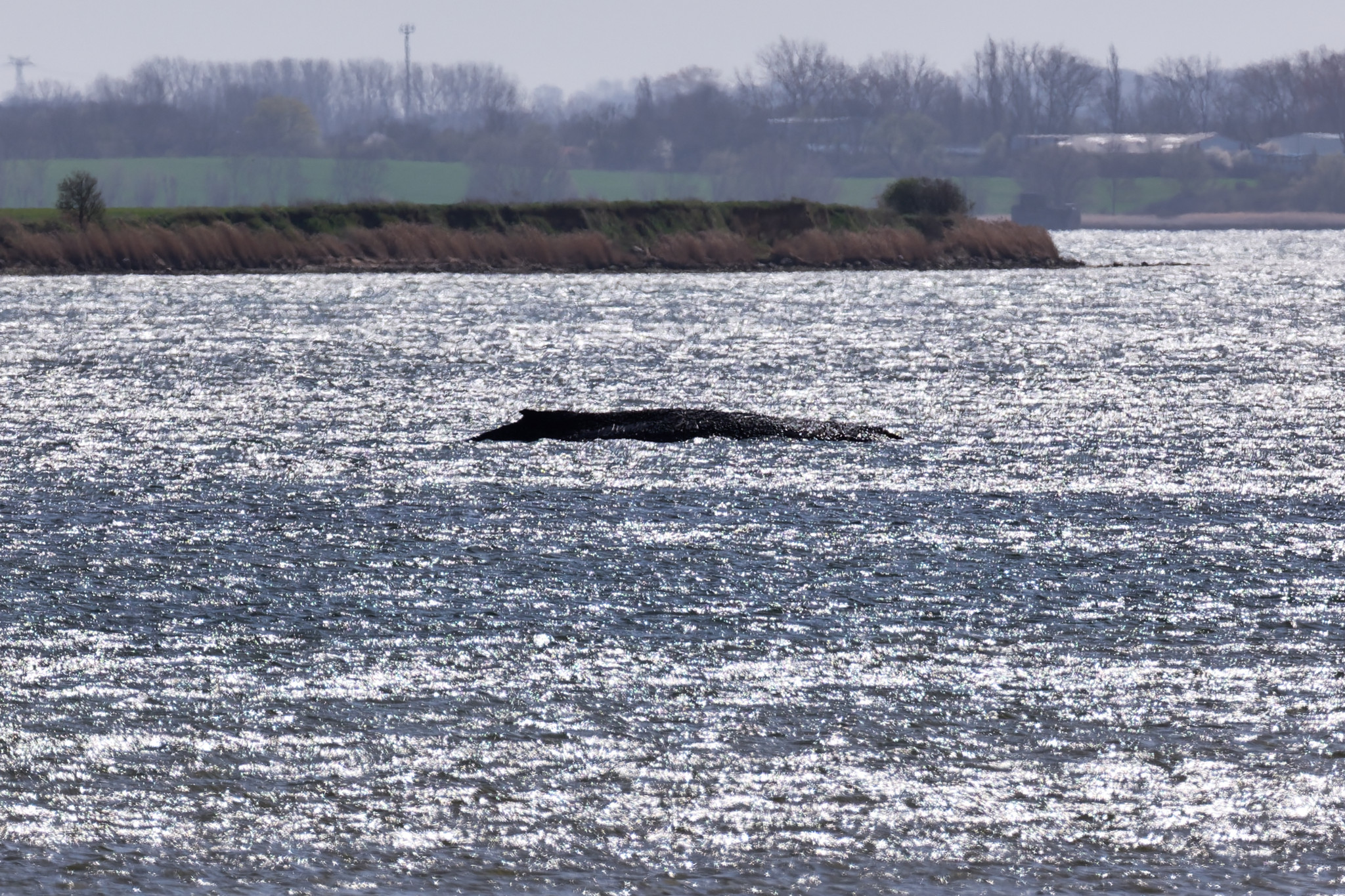 Wal-Drama in der Ostsee: Verletzter Buckelwal – Gutachten am Dienstag erwartet