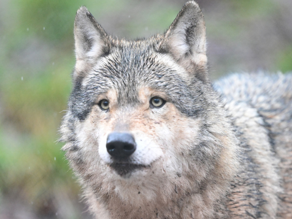 Beim Wald in Egg: Passant sichtet möglichen Wolf
