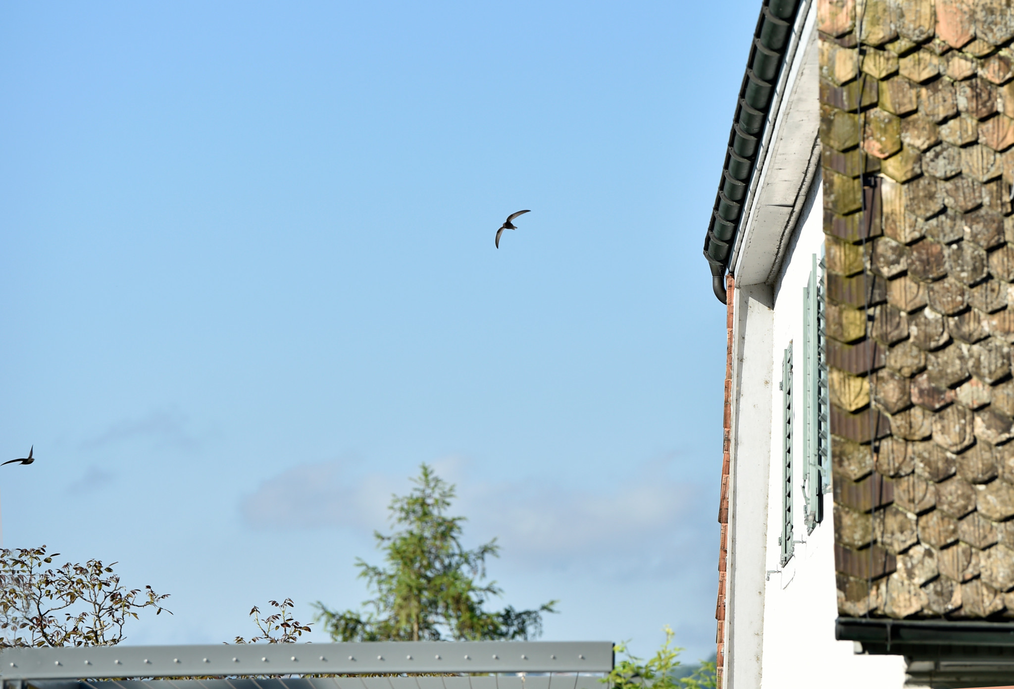 Bei Umbauten und Sanierungen: Wohnungsnot bei den Seglern und Schwalben – sie brauchen unsere Hilfe
