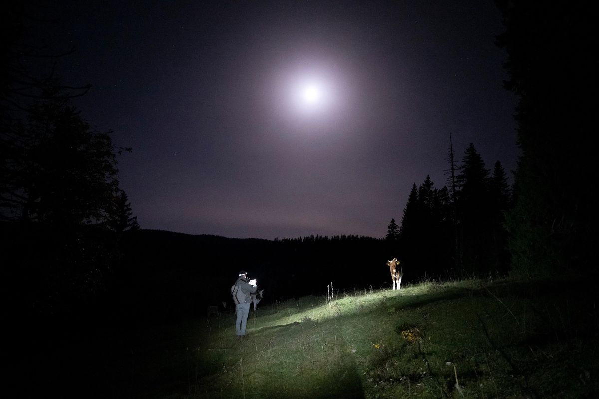 Dans le Jura vaudois, il y a désormais beaucoup de monde durant la nuit. Des agriculteurs, qui dorment avec leur bétail, mais aussi des militants amoureux du loup, qui s’interposent avec les gardes-faunes du Canton.