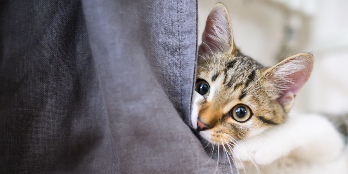Ein junge Katze spielt in einer Wohnung.