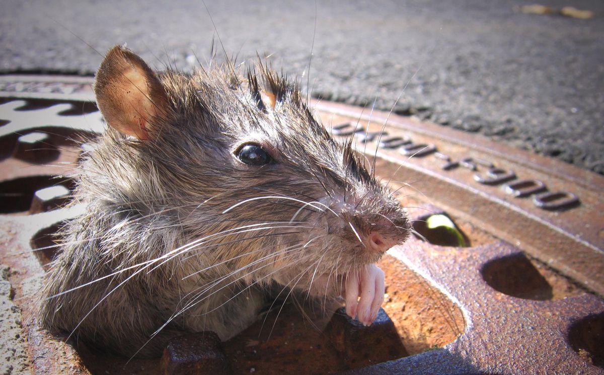 Les rats pourraient être porteurs de nouveaux variants du coronavirus qui n’ont encore jamais été détectés chez les humains.