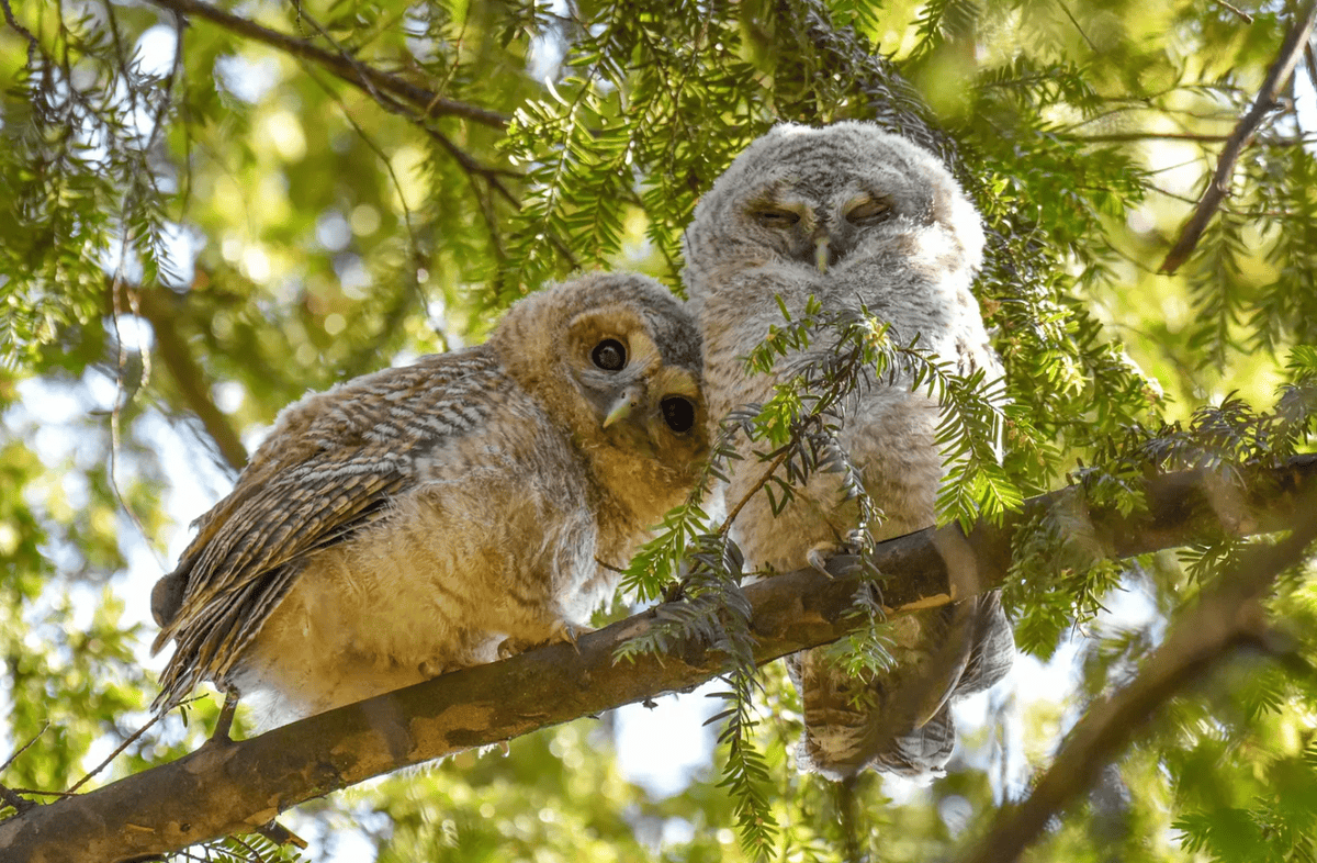 Deux jeunes hiboux perchés sur une branche, entourés de feuillage vert, l’un regarde attentivement, l’autre a les yeux fermés.