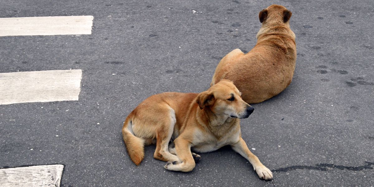 Wem-geh-rt-der-caramelo-Mexiko-und-Brasilien-streiten-um-einen-Hund