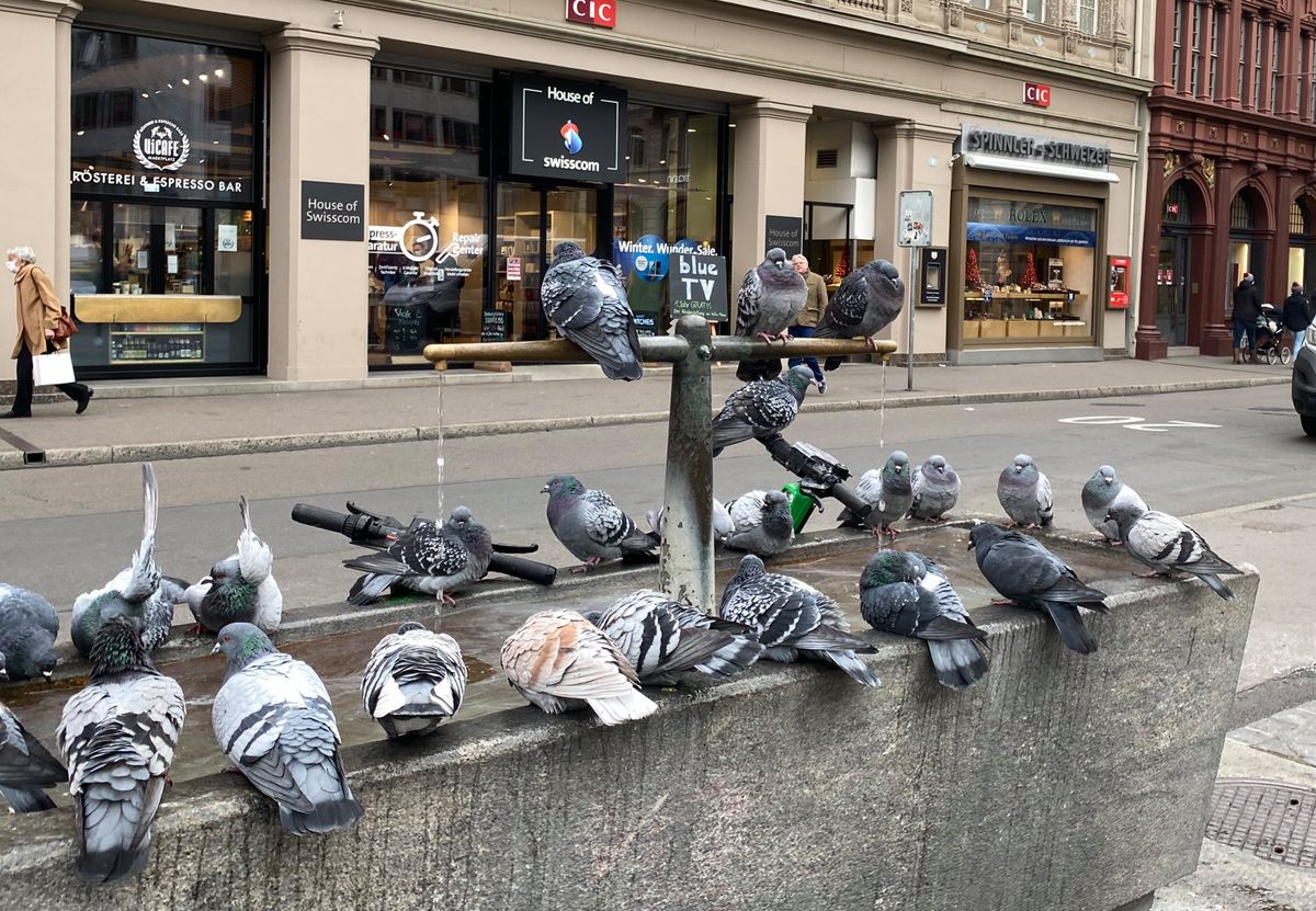 Auch Tauben wissen das reiche Brunnenangebot in Basel zu schätzen.