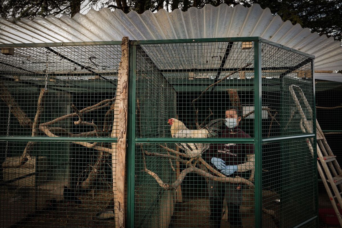 Au Bioparc, des protections ont dû être posées sur les toits pour éviter tout contact avec les oiseaux sauvages. Soignante, Jeanne s’occupe du coq Elvis, momentanément isolé.