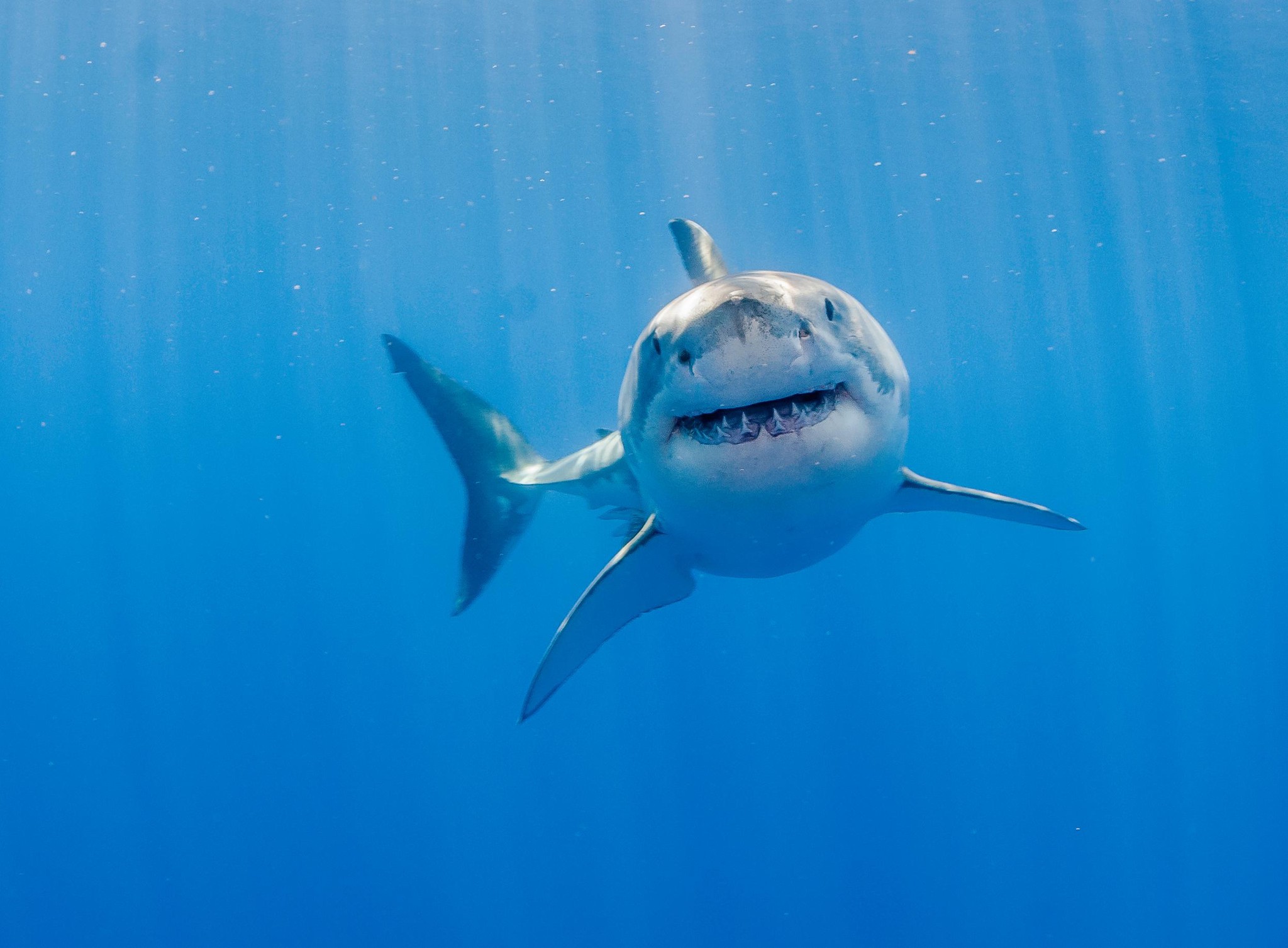 Front on portrait of a male great white shark at Guadalupe Island.