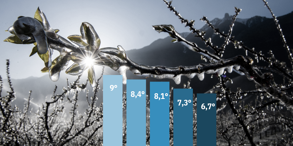 Im April ist Frost noch viel häufiger als im Mai: Aprikosenbäume im Wallis, aufgenommen am 8. April 2021.