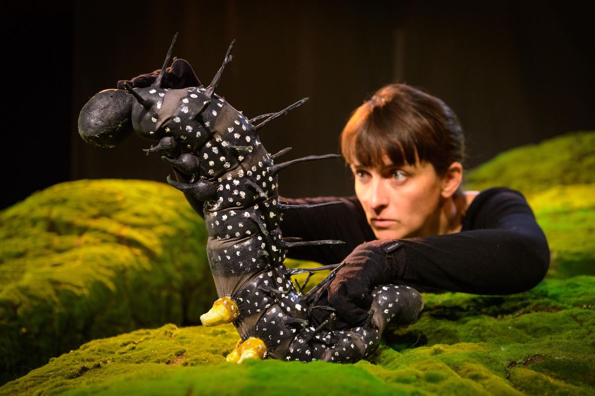 Une chenille prête à bondir?