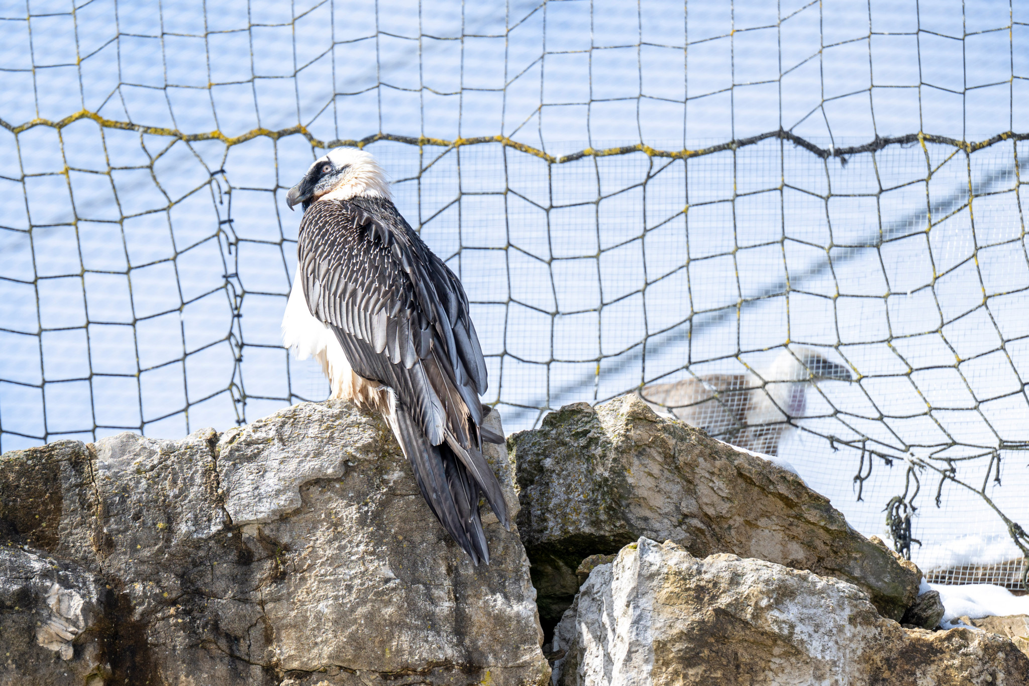 Parc animalier à Le Vaud: Un bébé gypaète redonne le sourire à la Garenne