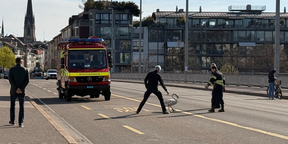 Swan on Johanniter Bridge: Basel Fire Department rescues animal