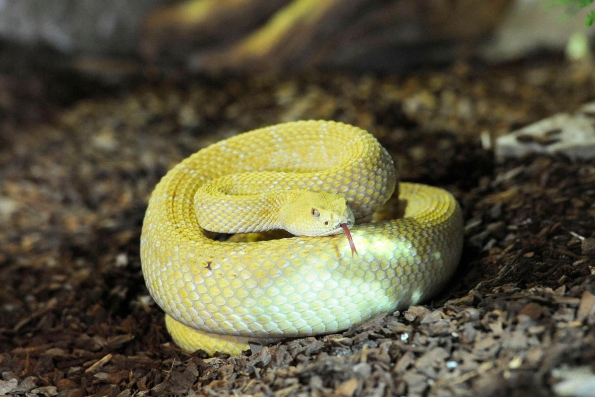 Un serpent dans la ville  