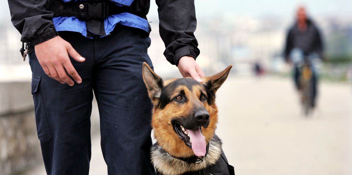 Gen&egrave;ve: une enqu&ecirc;te interne vise la brigade des chiens