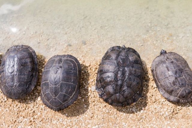Indonésie – Arrêtés avec 200 kilos de carapaces de tortues | Tribune de