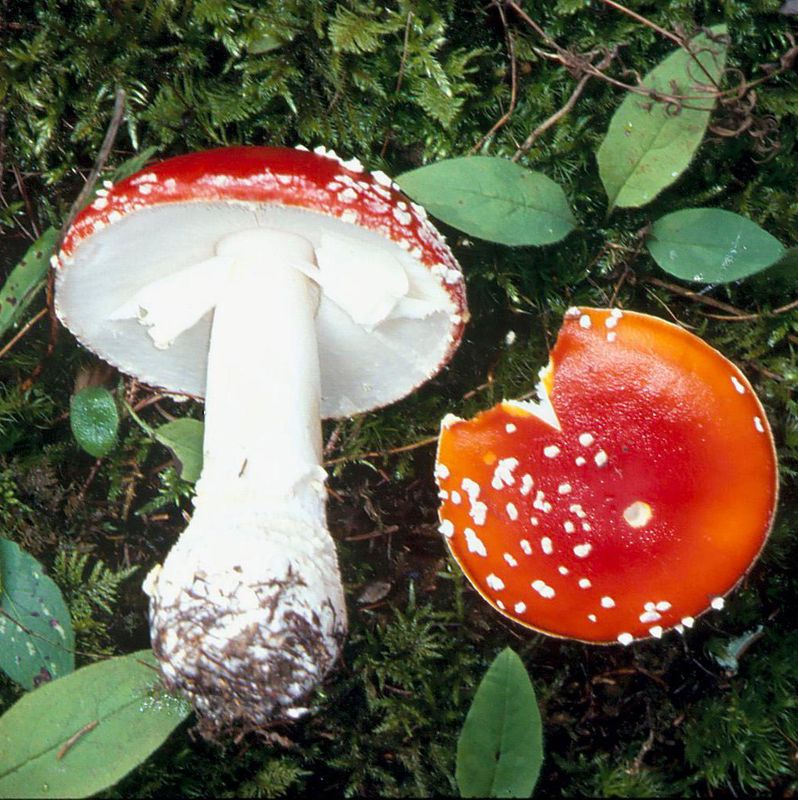 Deux champignons Amanita muscaria rouges avec des points blancs, posés sur de la mousse verte et entourés de feuilles.