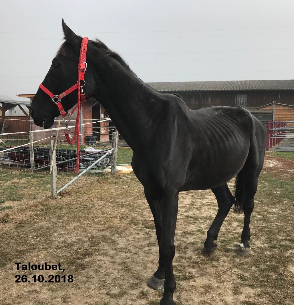 Un cheval du centre équestre lors de son sauvetage par le Refuge de Darwyn. L’animal est très amaigri.