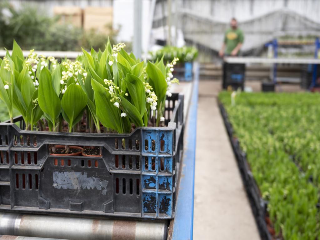 Cette année, ce ne sont pas moins de 43’000 pots de quatre bouquets qui ont été produits à La Sarraz chez le producteur de fleurs André Pittet.