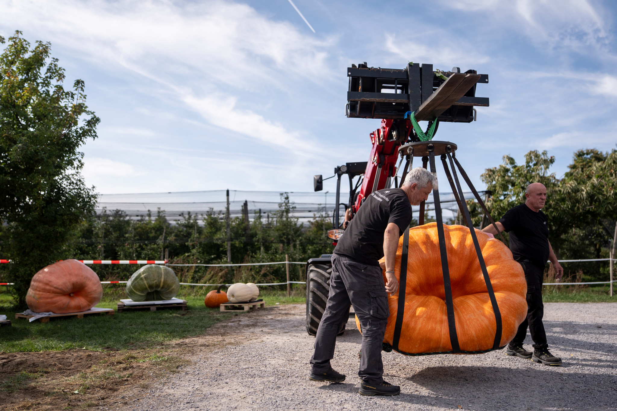 Culture d’exception: La plus lourde courge de Suisse romande a été cultivée à Delémont