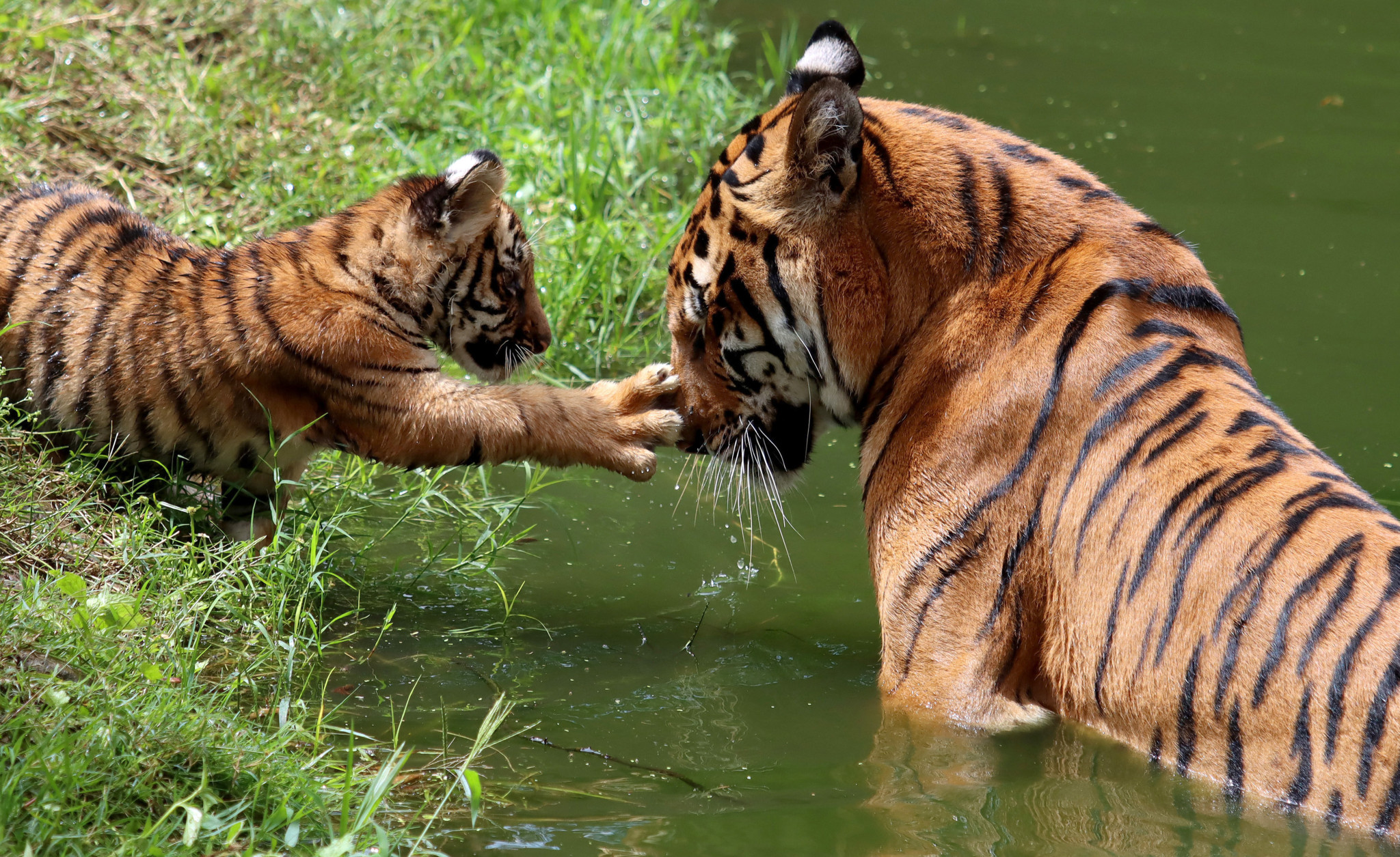 Protection de la faune sauvage: La population de tigres continue d’augmenter au Népal