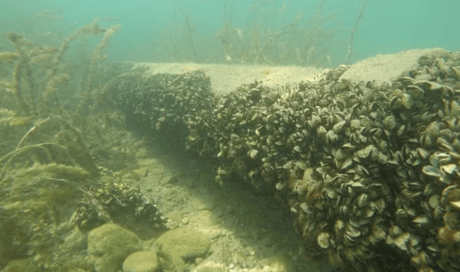 Die Quaggamuschel ist eine besonders gefürchtete invasive Art: Sie wurde erst 2014 in der Schweiz entdeckt und breitet sich seither rasant aus. 