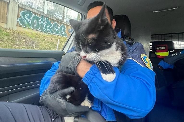 Un chat errant sur l’autoroute sauvé par la police