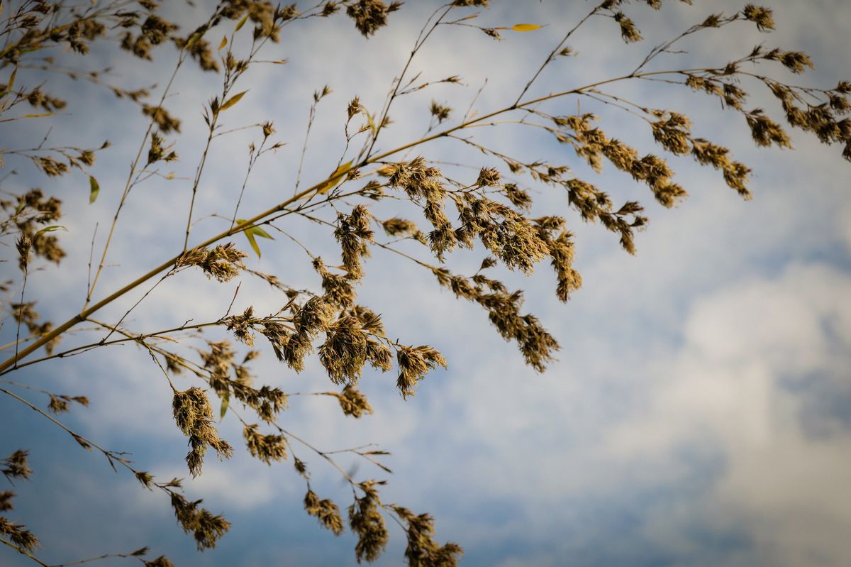 Genève, le 10 avril 2024. Des bambous fleurissent  sur les voies couvertes de Saint-Jean. On rencontre sur place, David Scheffre, chef de secteur au SEVE.
