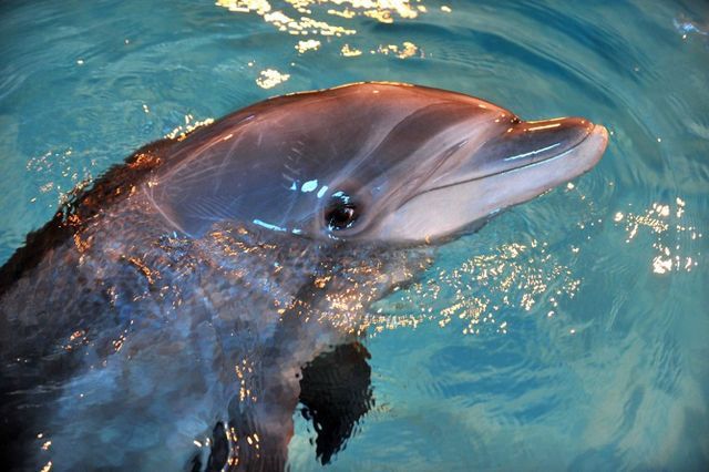 Les delphinariums et les zoos ne sont pas adaptés aux besoins des dauphins et des baleines.