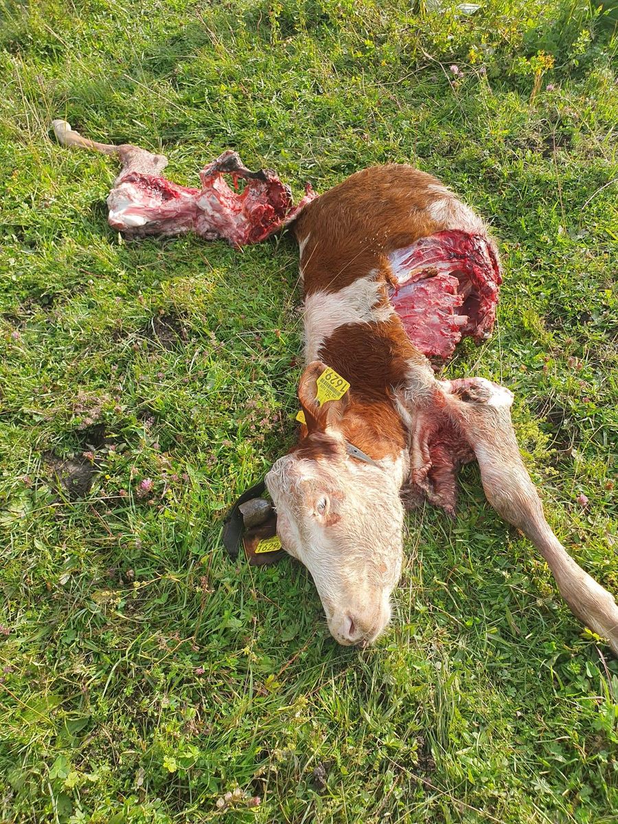 Une génisse a été tuée durant la nuit. Les bovins sont actuellement victimes d’un prédateur dans la région du Jura vaudois.