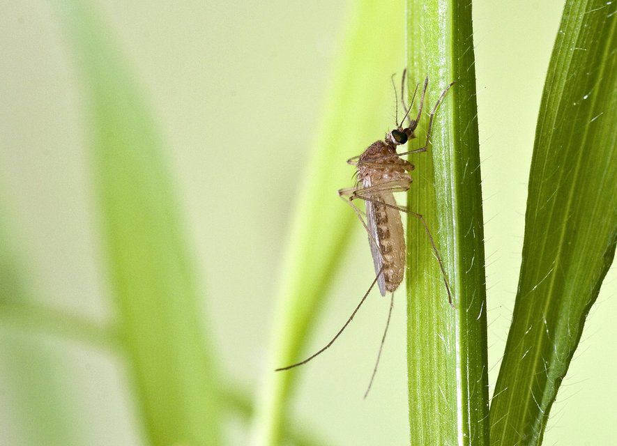 Ils pensaient trouver 3 espèces de moustiques, ils en découvrent 17
