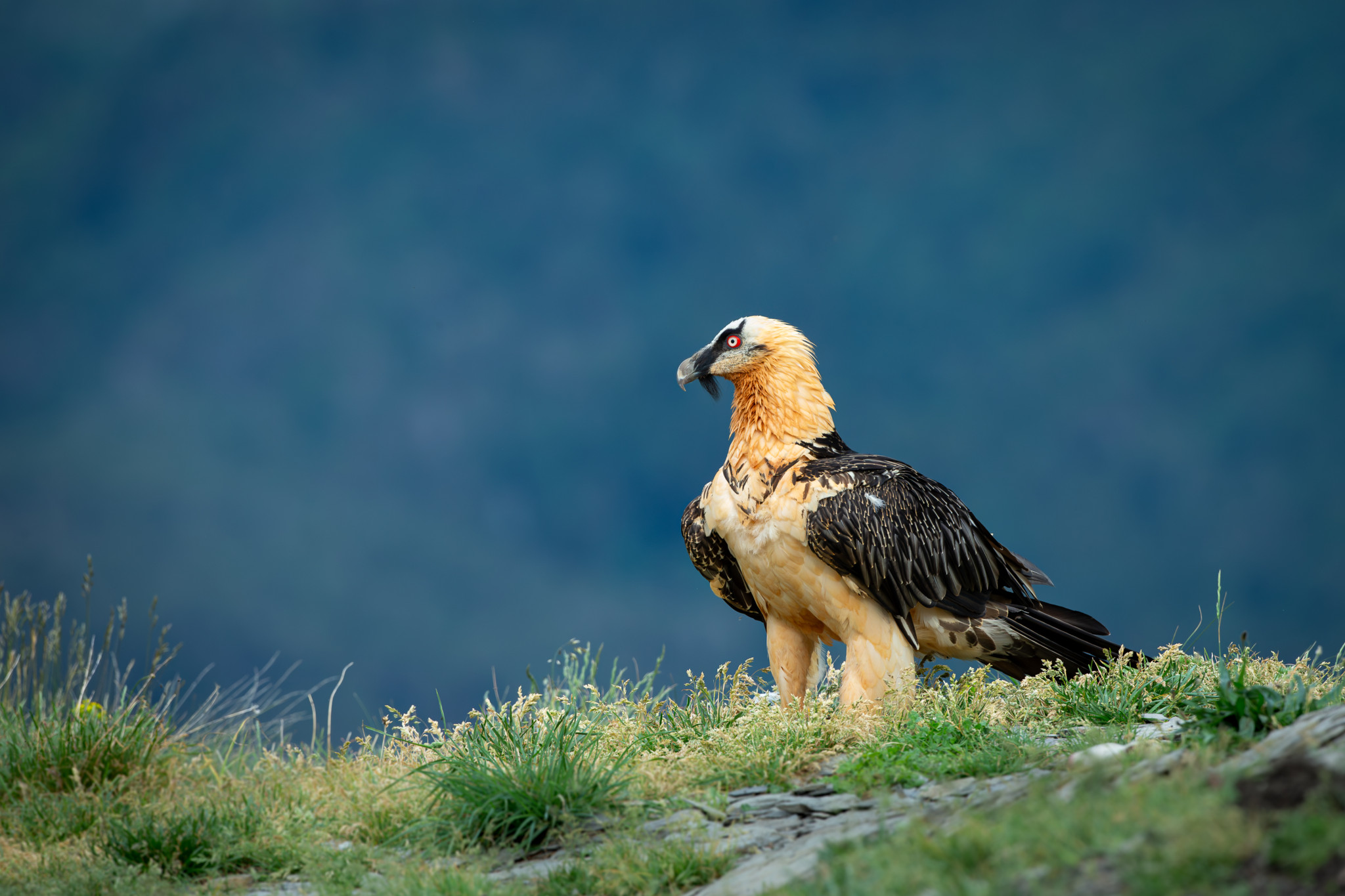 Inzucht in der heimischen Wildtierwelt: Wenn der Bartgeier nicht fliegen kann, weil der genetische Austausch fehlt