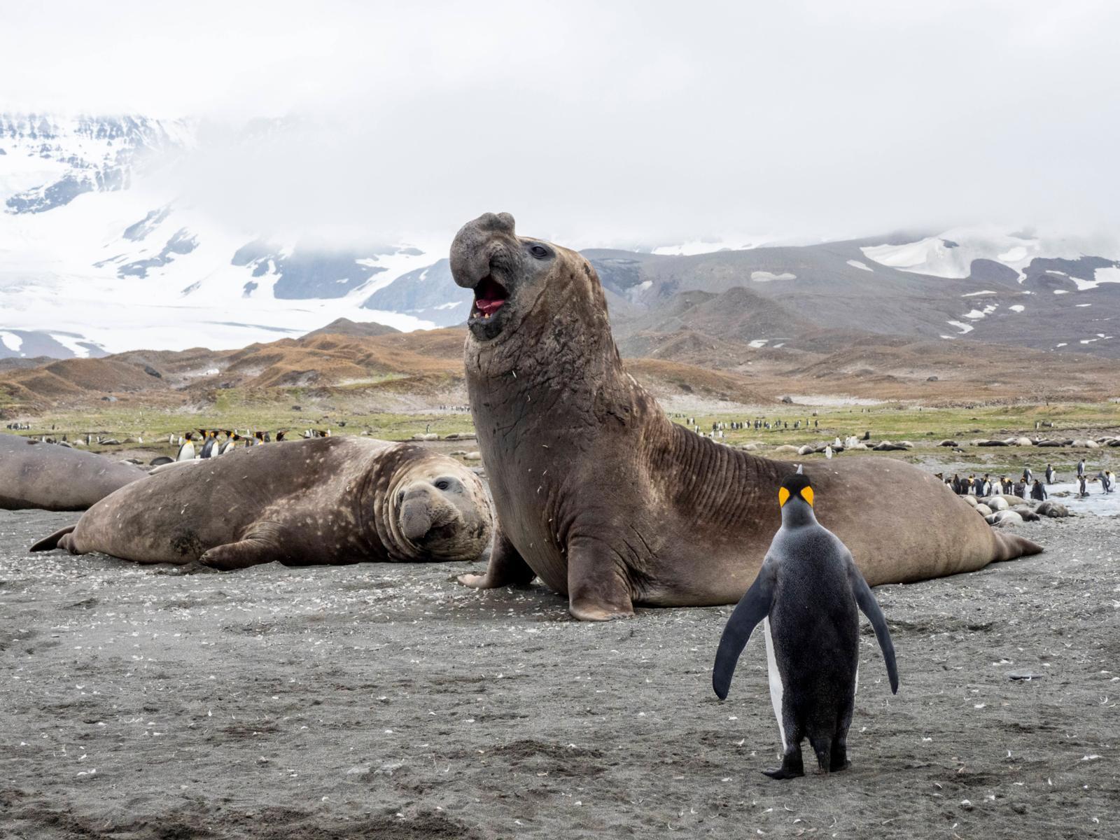 Tierwelt in der Antarktis – Besuch bei den furchtlosen Robben am Südpol ...