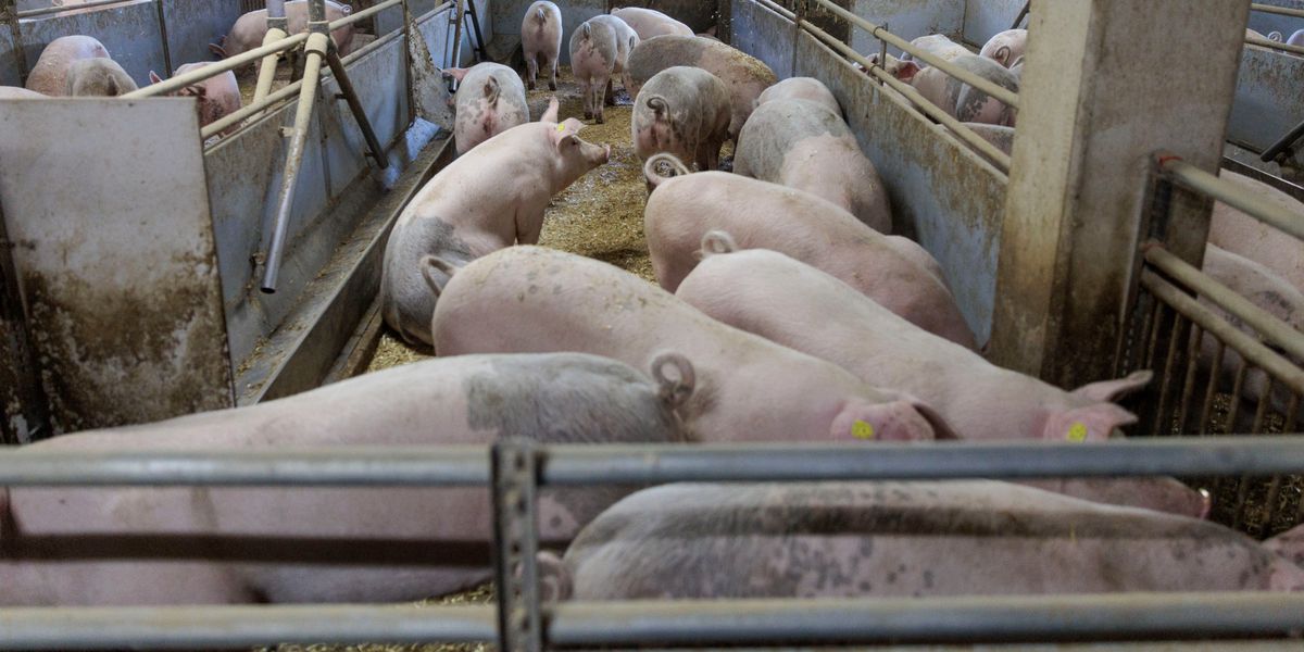 Um-Kollaps-zu-verhindern-Lidl-senkt-die-Preise-f-r-Schweizer-Schweinefleisch-erneut-massiv