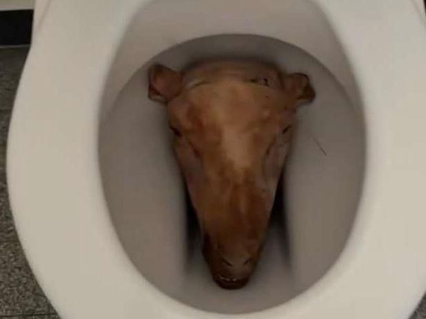 Deux têtes de mouton découvertes dans les toilettes d’une école