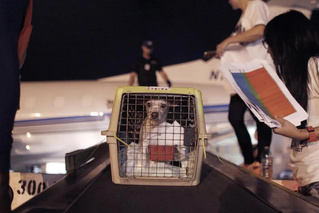 Un chien dans une caisse de transport sur un tapis roulant d’aéroport, entouré de personnes manipulant des documents.