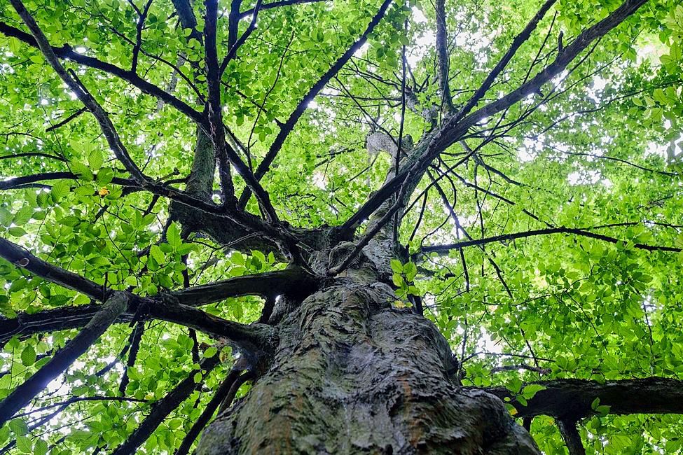 Petite forêt menacée par le béton