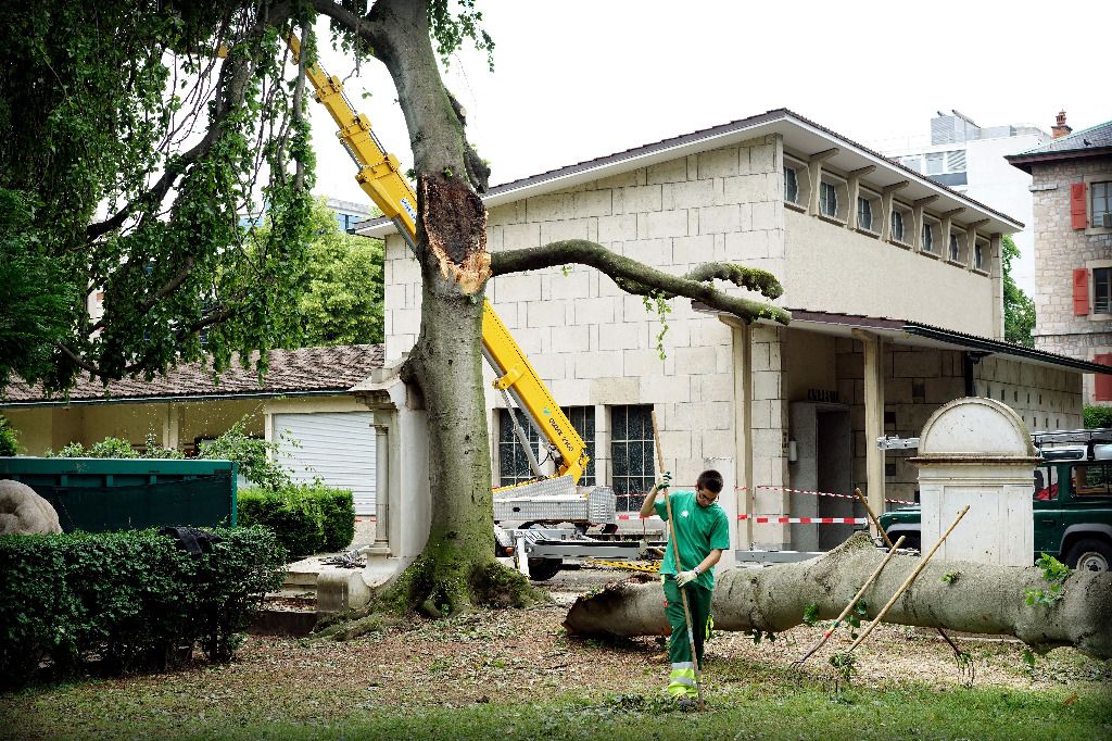 Les tronçonneuses ont achevé le hêtre tombé aux Rois