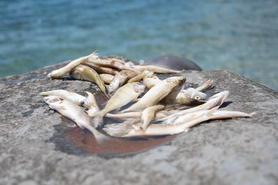 Cadavres de perches à gogo dans le Léman