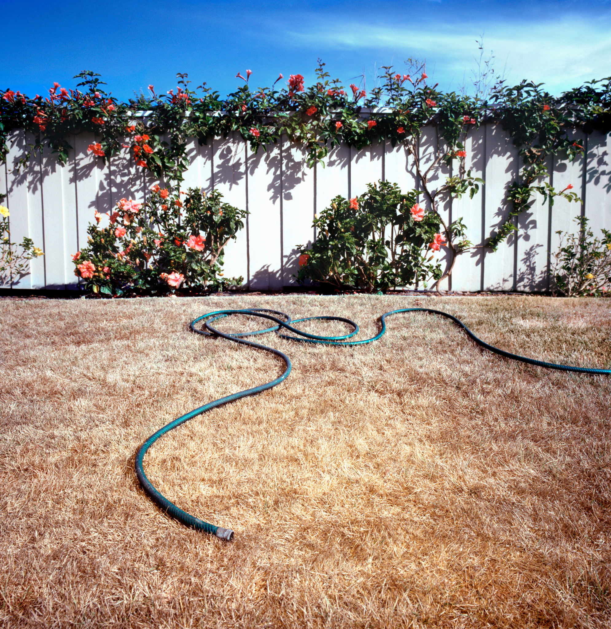 Blauer Gartenschlauch auf vertrockneter Rasenfläche in Palmdale, CA, mit blühenden Rosen an weissem Zaun im Hintergrund.
