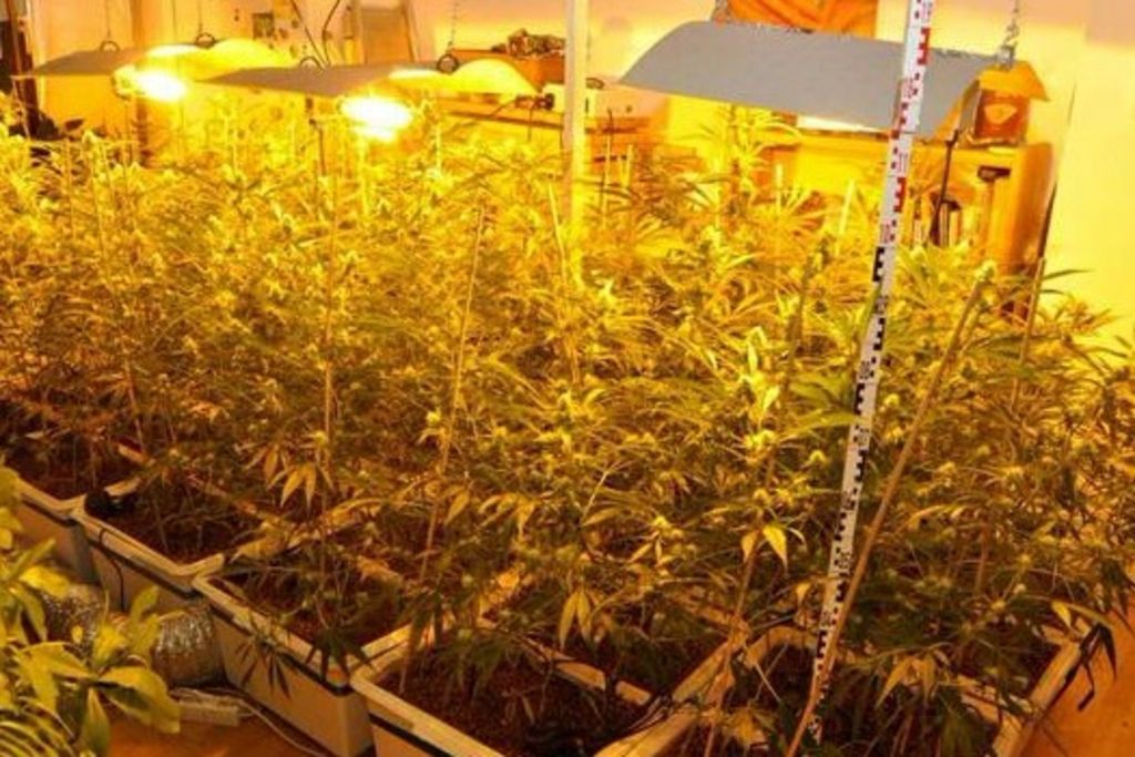 Il cultivait du cannabis dans un appartement