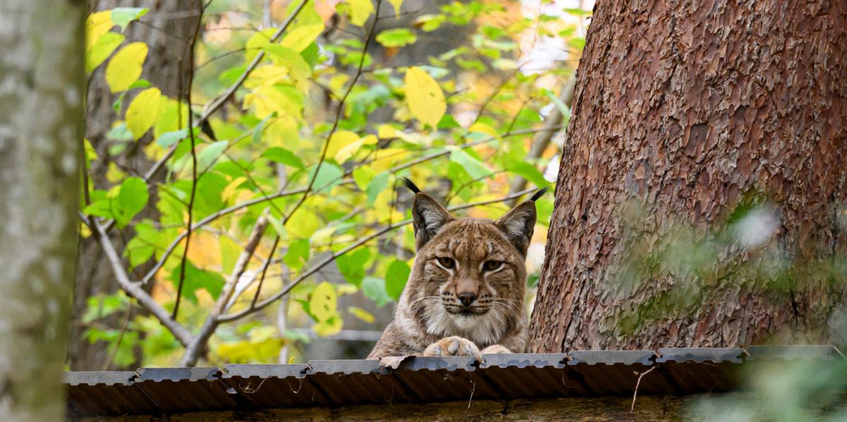 Bestand-von-ber-50-Tieren-Wallis-pr-ft-Luchs-Abschuss-kein-Kanton-ging-je-so-weit