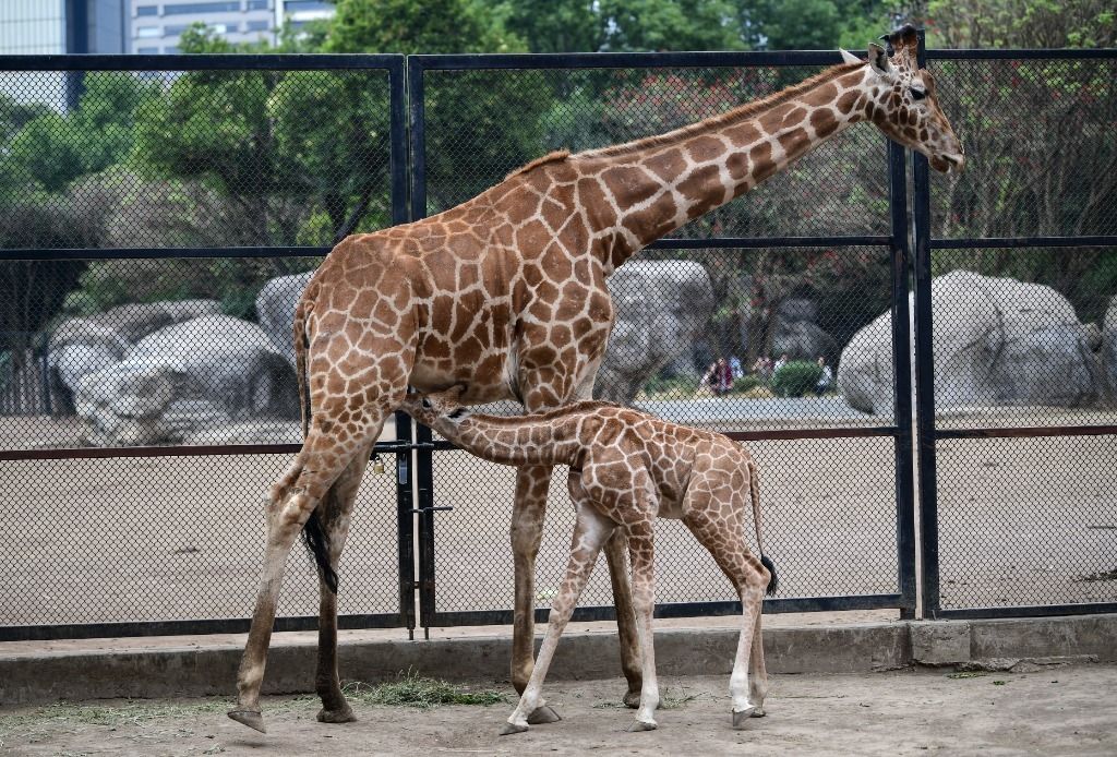 Deux girafes tuées par la foudre en Floride