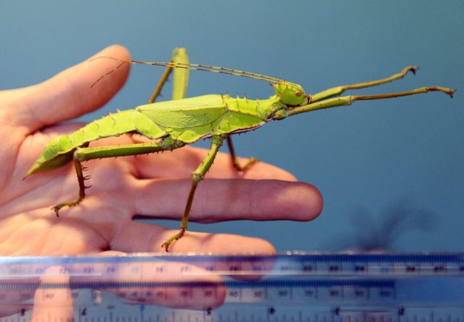 Tous les insectes sont mesurés et pesés une fois par an au mois d'août (Jeudi 21 août 2014)