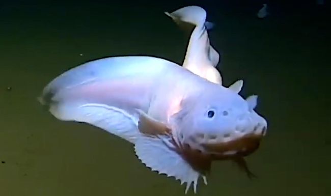 Eine bislang unbekannte Fischart, die zur Familie der Scheibenbäuche, gehört, wurde in 8000 Meter Izu-Ogasawara-Graben gefilmt. Tiefe im